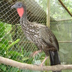 Crested Guan